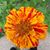 Vicki Lynn Adams's profile image