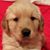 Nancy Mcdermed's profile image