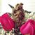 Vickie Wallace's profile image
