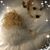 Shirley Silva's profile image