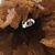 Cindy Forsell's profile image
