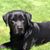 Karen Cashman's profile image