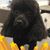 Denise Carrothers's profile image