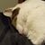 Sandra Maahs's profile image