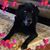Daniellia Bradshaw-Pilon's profile image
