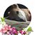 Lisa Marie Podorson's profile image