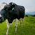 Johanna Elsner's profile image