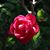 Michelle DeArruda's profile image