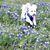 Annelise Lovell's profile image