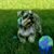 Lillian Hoffmeyer's profile image