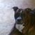 Alicia Antonio's profile image