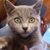 Shari Fleming Pike's profile image