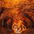 Robert Solomon's profile image