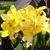 Sue Straty-Schempp's profile image