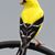 Lee Fischer's profile image