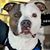 Rhonda L Sheets's profile image
