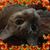 Keri Marino's profile image