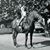 Shari Raso's profile image