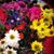 Cathy Fitzsimmons's profile image