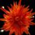 Linda Szmidt's profile image