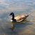 Cynthia Foster's profile image