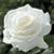 Lisak Michael Williams's profile image