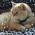 Karen Donner's profile image