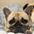 Cristy Lea Kenniff's profile image