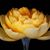 Miriam Picart's profile image