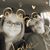 Debbie Isenbart Volk's profile image