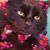 John Lavallee's profile image