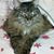 Deb Morris's profile image