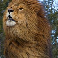 Carol David Crain's profile image