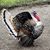 Lynette Lauer-Barnes's profile image