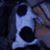 Todd Schmidt's profile image
