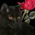Kele Fryer's profile image