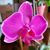 Donna Ennis's profile image