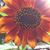 Meshelle Pierce's profile image