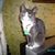 Judith Collier's profile image