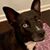 Allison Letson's profile image