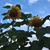 Sandy Stowell Harris's profile image