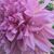Brenda Fhuere's profile image