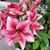 Susan Evans's profile image