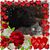Dawn Carder's profile image