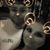 Gina Colley Kerby's profile image