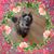Cindy Anderson's profile image