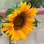 Barbara B. Tafoya's profile image