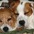 Donna Derengowski's profile image
