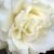 Debra Besmer's profile image