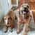 Kerry Beyer Ross's profile image